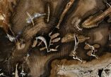Medium Sequoia Petrified Wood Bookends - Oregon #4490-3